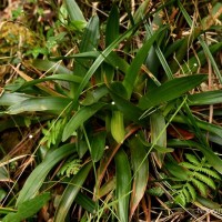 Eriocaulon catopsioides S.M.Phillips